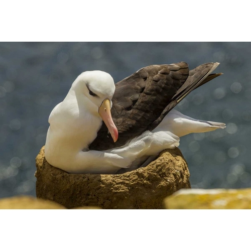 Saunders Island Black-browed albatross on nest